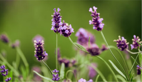 Природни состојки